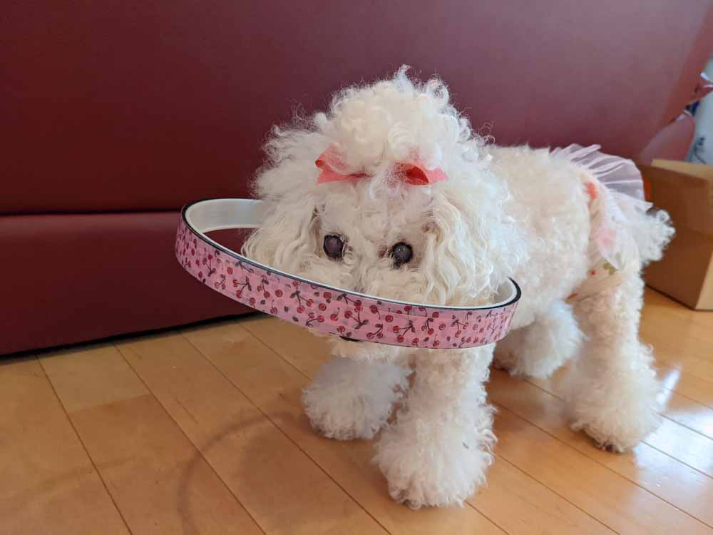 ドッグバンパーを装着したワンちゃんの写真