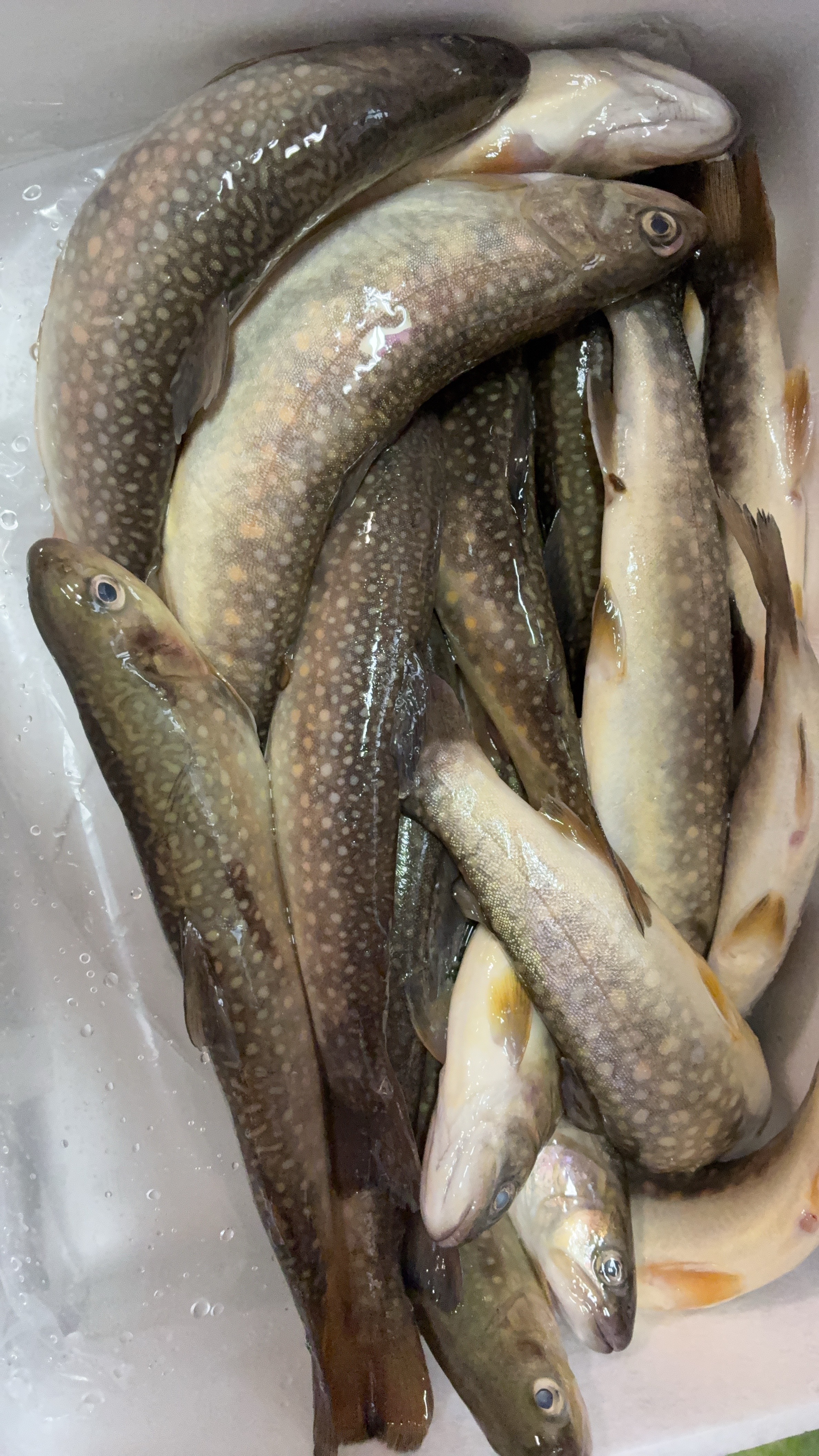 飛騨小坂から届くイワナやアマゴ