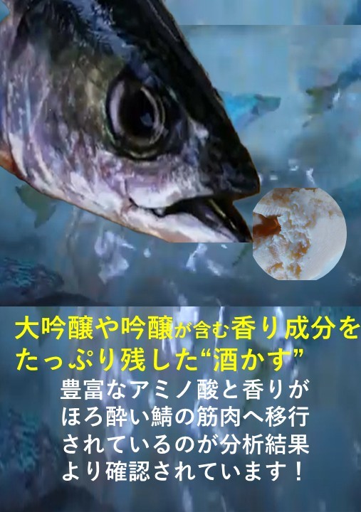 酒粕で大事に育てた山口県名産”ほろ酔いさば”