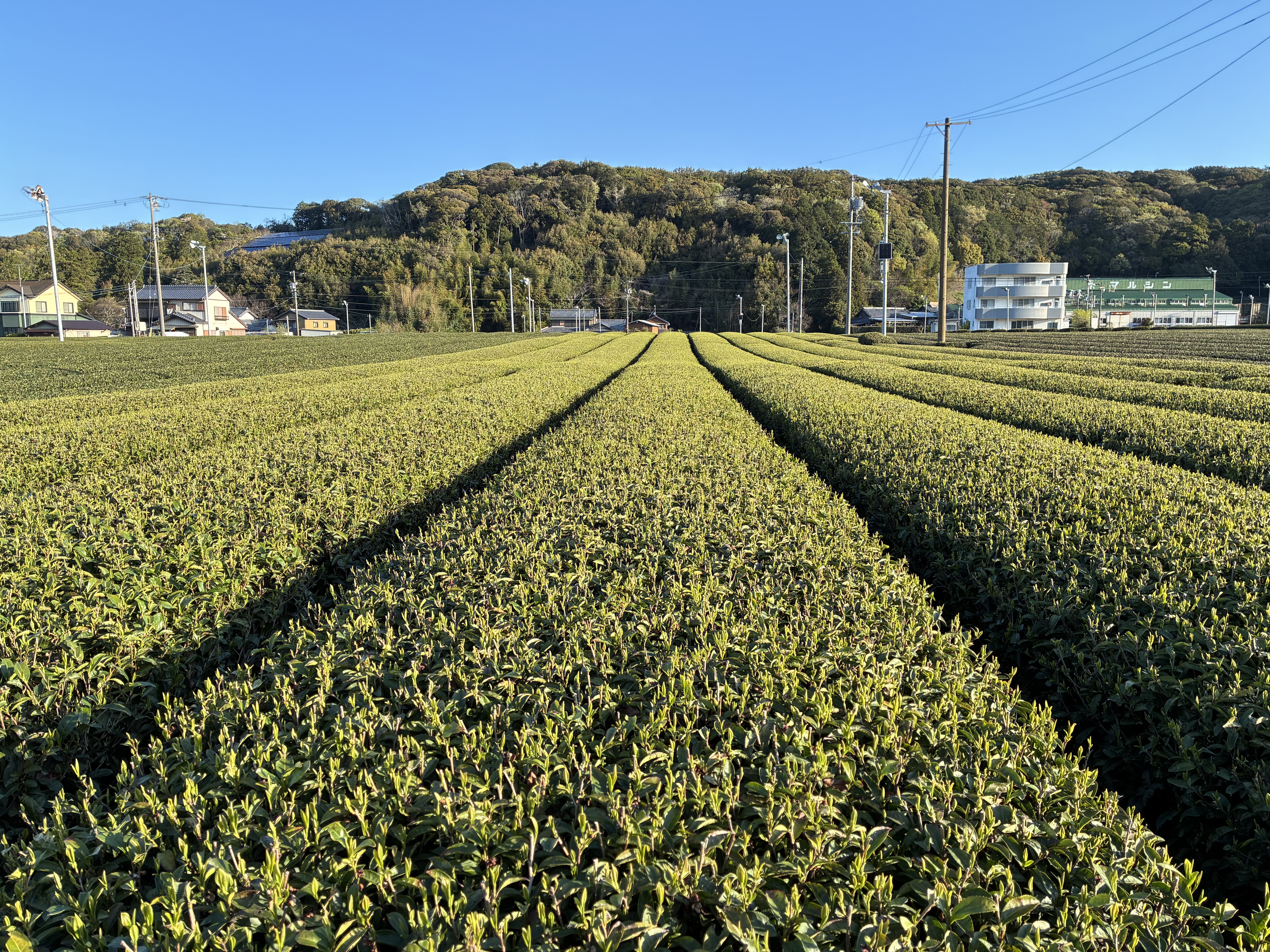 松田農園
