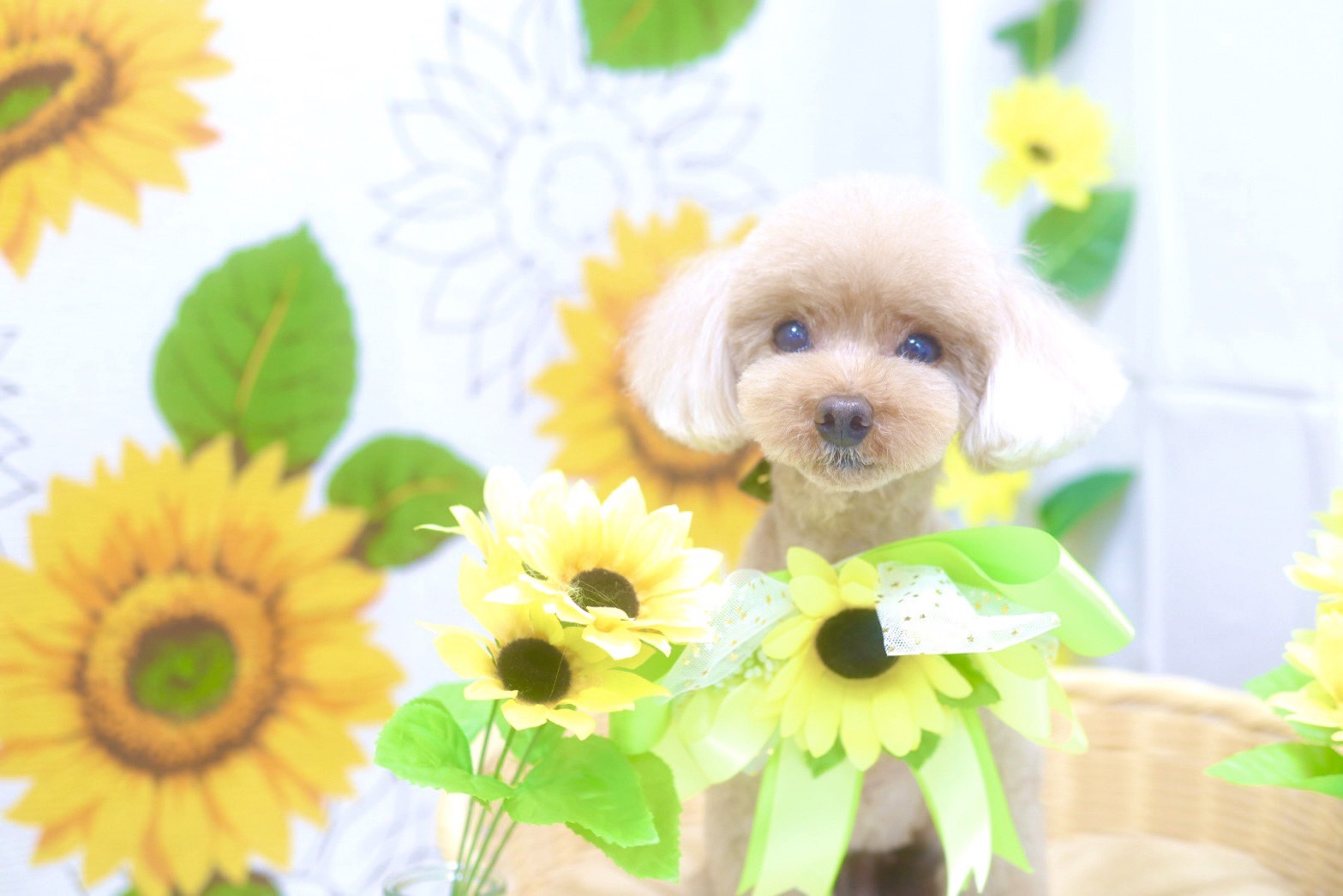 Dogsalon LIBEROのサブ写真１