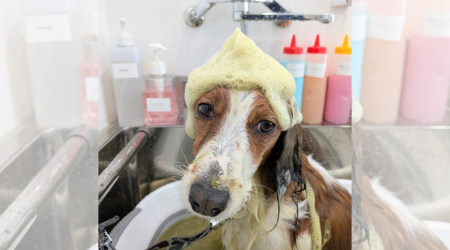 DOG SALON CHOCOのサブ写真1