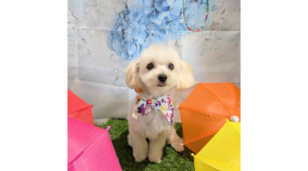 DOG SALON CHOCOのサブ写真2