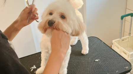 訪問トリミングもこぐるみんのサブ写真２