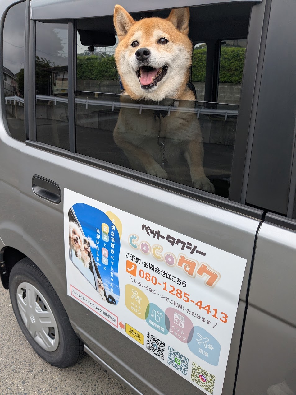 ペットタクシー cocoタク福岡東のサブ写真２